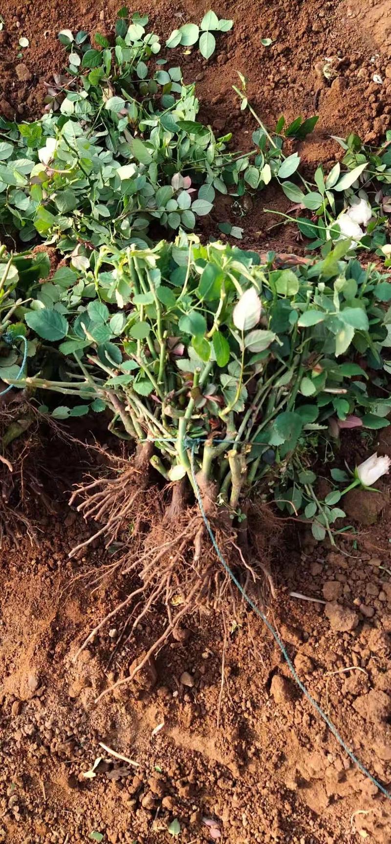 玫瑰大苗，老庄月季大苗，25～40公分高，适用于园林绿化