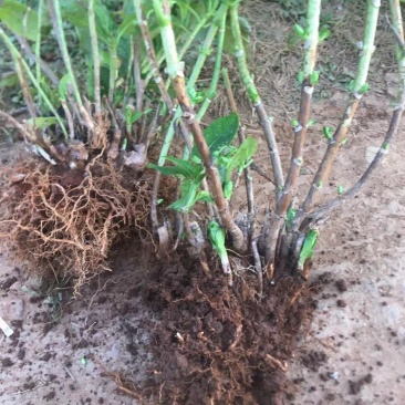 绣球八仙花无尽夏1年~3年苗基地批发