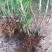 绣球八仙花无尽夏1年~3年苗基地批发