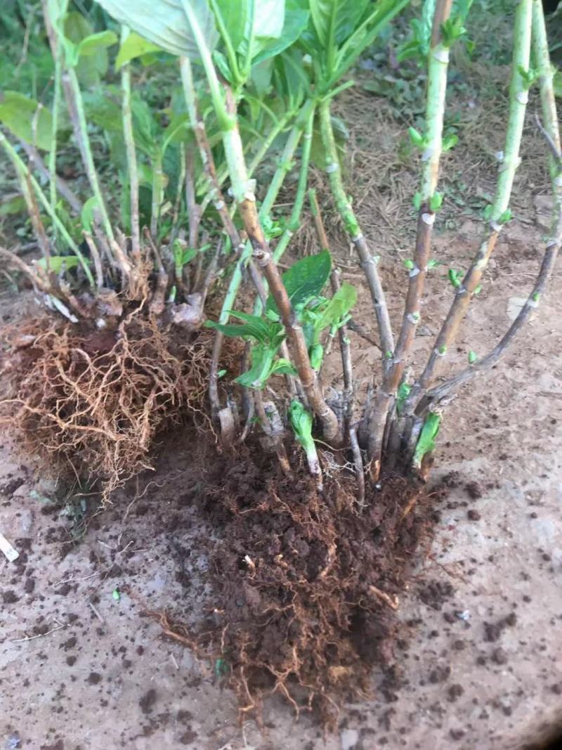 绣球八仙花无尽夏1年~3年苗基地批发