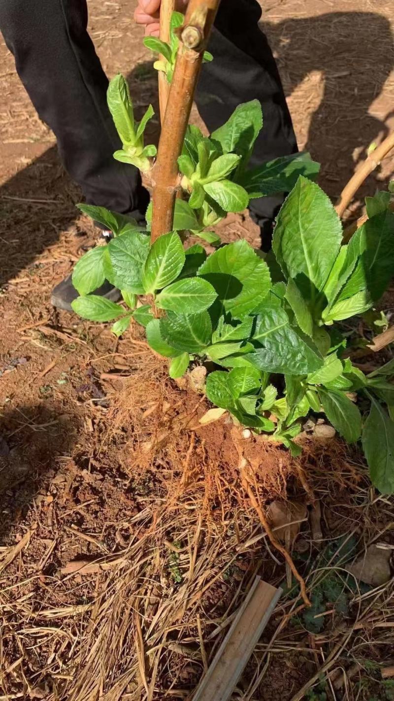 绣球八仙花无尽夏1年~3年苗基地批发
