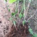 绣球八仙花无尽夏1年~3年苗基地批发