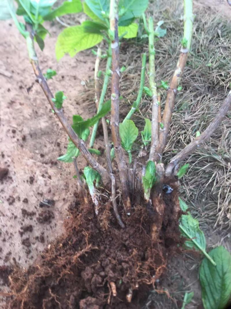 绣球八仙花无尽夏1年~3年苗基地批发