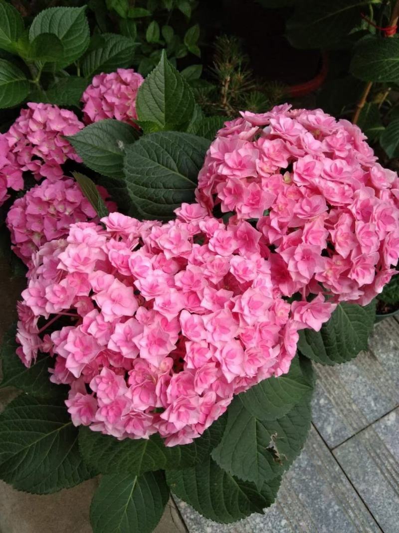 绣球八仙花无尽夏1年~3年苗基地批发