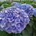 绣球八仙花无尽夏1年~3年苗基地批发