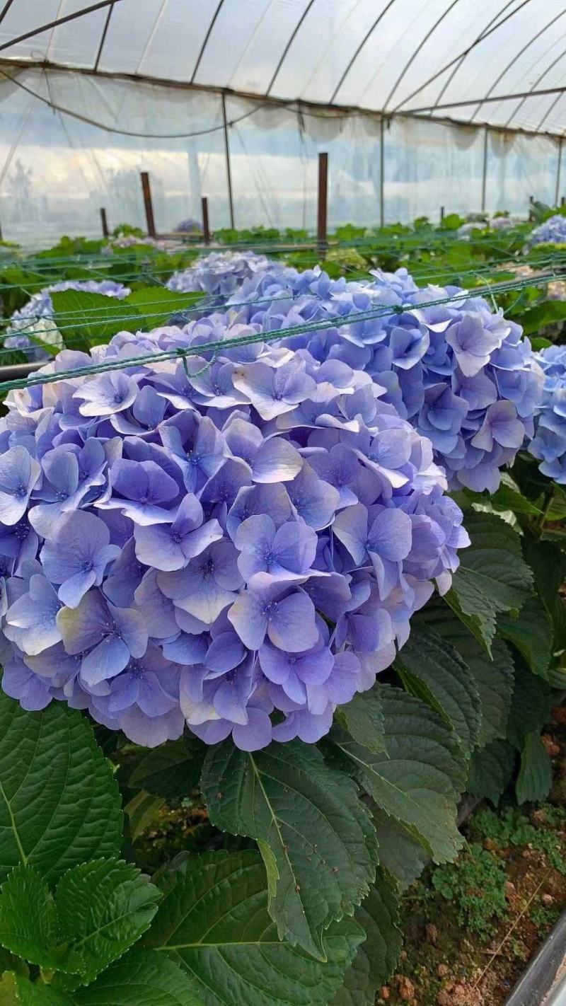 绣球八仙花无尽夏1年~3年苗基地批发