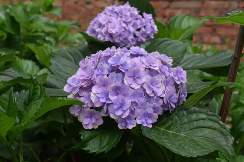 绣球八仙花无尽夏1年~3年苗基地批发