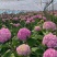 绣球八仙花无尽夏1年~3年苗基地批发