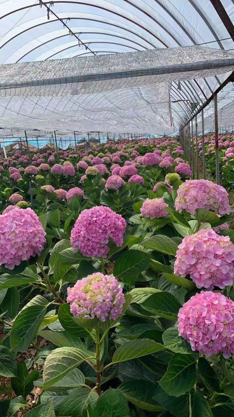 绣球八仙花无尽夏1年~3年苗基地批发