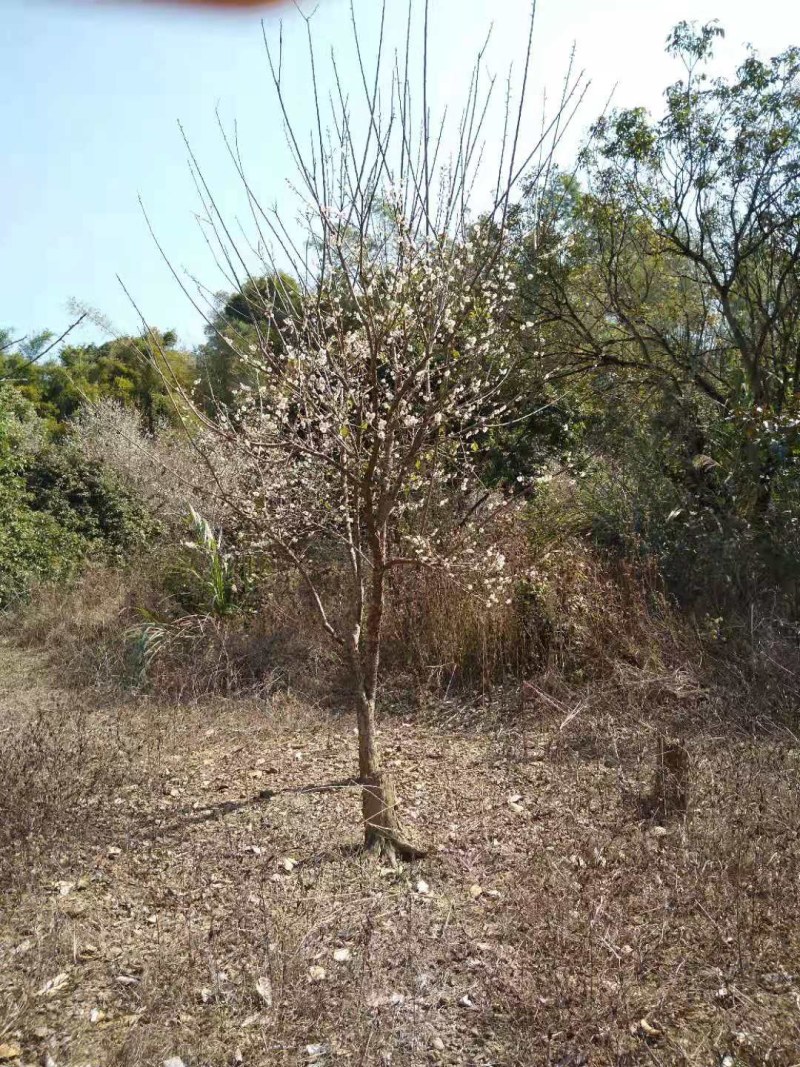 青梅苗阳春青梅苗成活率高苗圃直发欢迎采购一手货