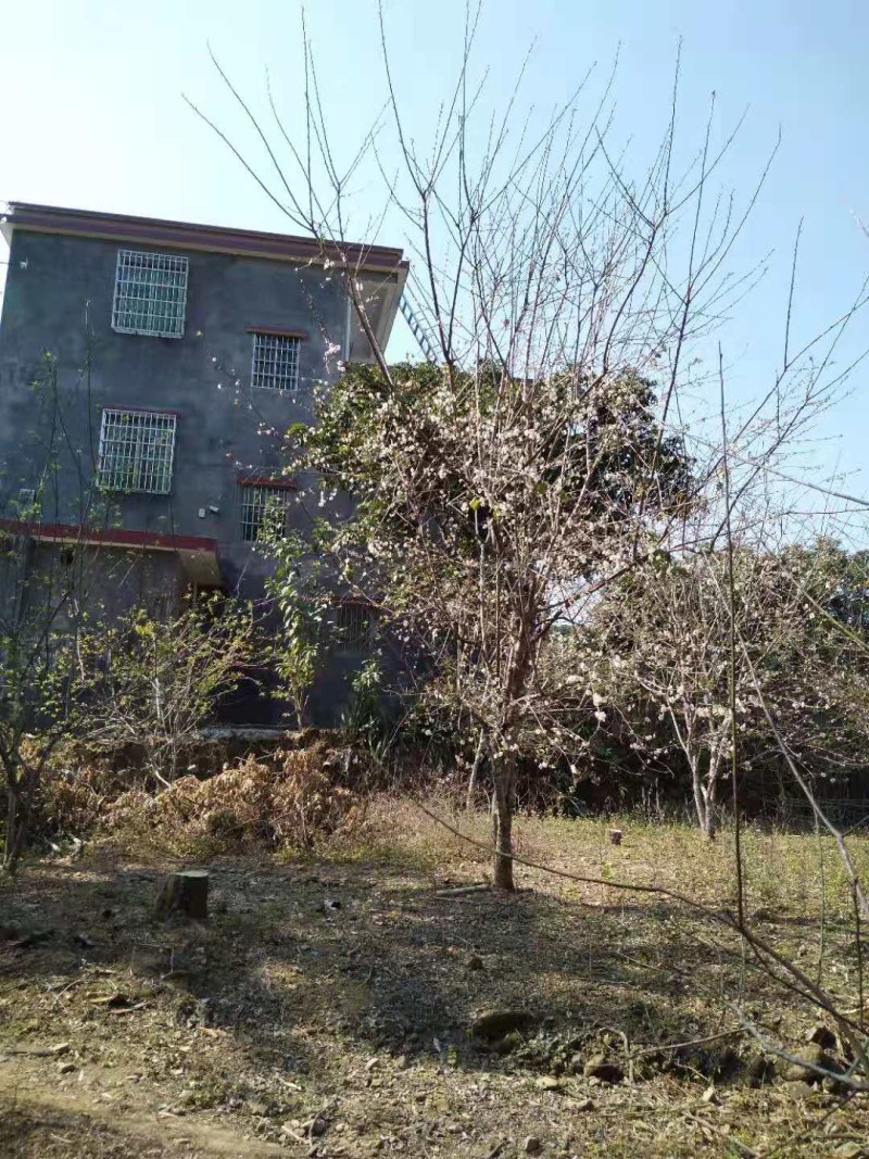 青梅苗阳春青梅苗成活率高苗圃直发欢迎采购一手货