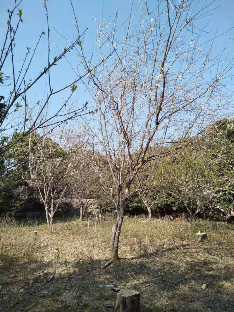青梅苗阳春青梅苗成活率高苗圃直发欢迎采购一手货