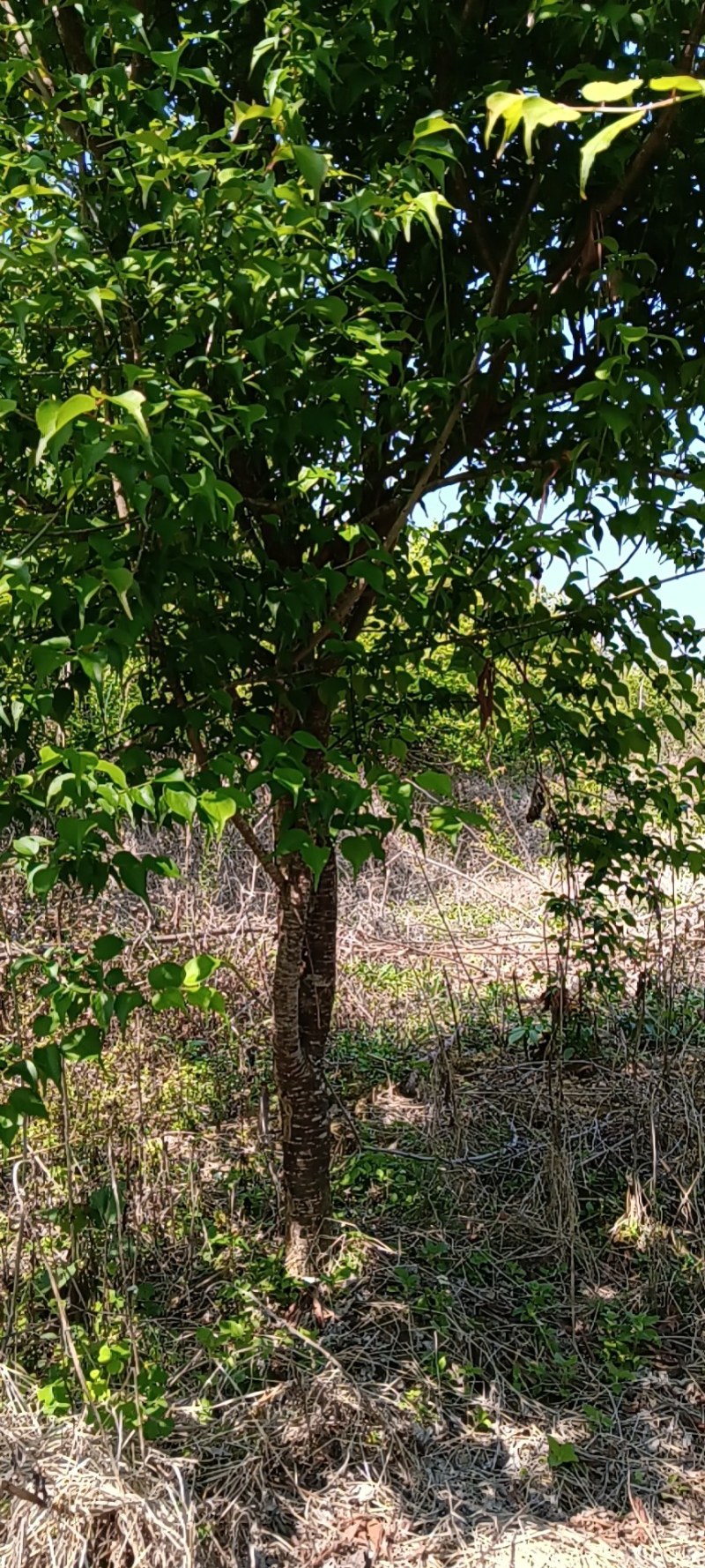 青梅苗阳春青梅苗成活率高苗圃直发欢迎采购一手货