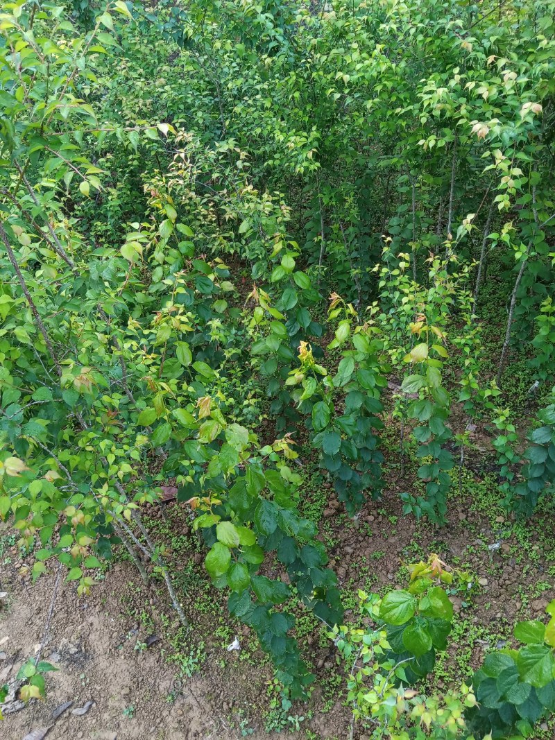 青梅苗阳春青梅苗成活率高苗圃直发欢迎采购一手货
