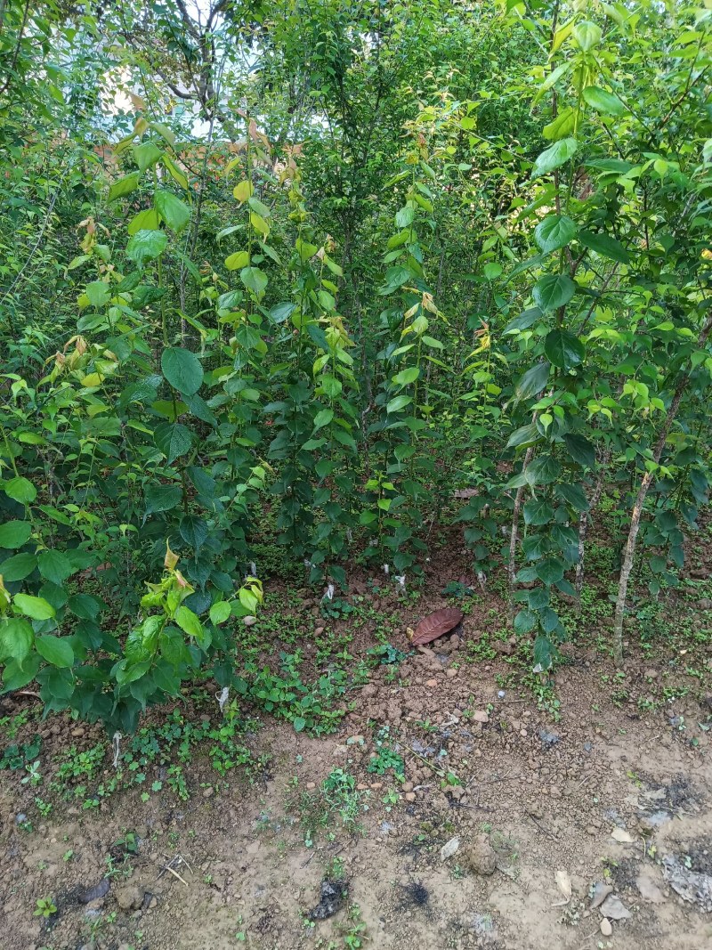 青梅苗阳春青梅苗成活率高苗圃直发欢迎采购一手货