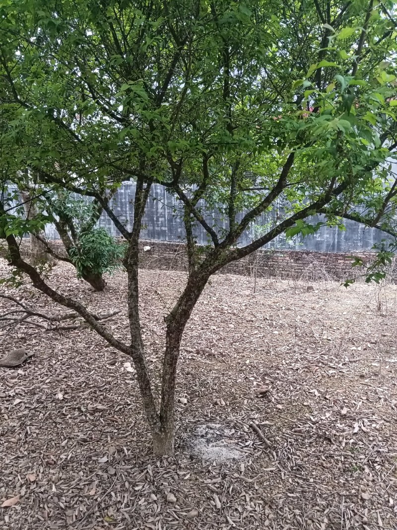 青梅苗阳春青梅苗成活率高苗圃直发欢迎采购一手货