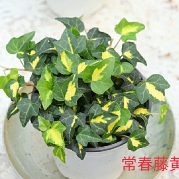 花叶常春藤雪寅黄金海岸日本观叶新品耐阴花卉苗盆栽带盆栽好