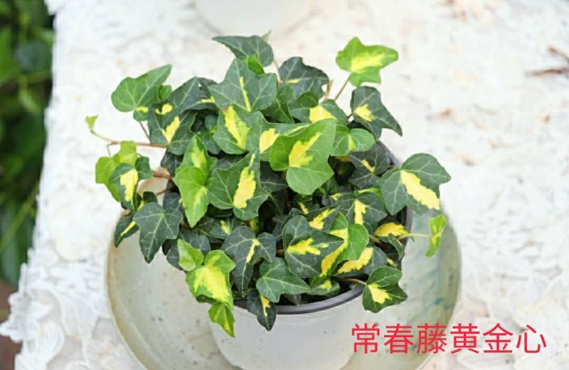 花叶常春藤雪寅黄金海岸日本观叶新品耐阴花卉苗盆栽带盆栽好