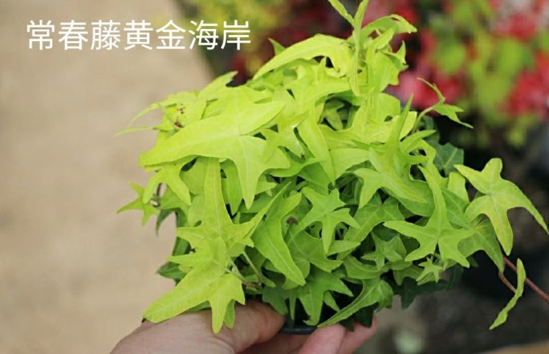 花叶常春藤雪寅黄金海岸日本观叶新品耐阴花卉苗盆栽带盆栽好