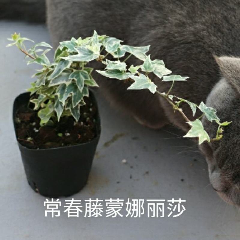 花叶常春藤雪寅黄金海岸日本观叶新品耐阴花卉苗盆栽带盆栽好