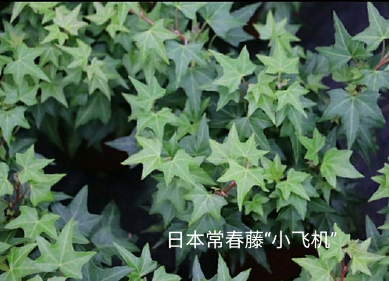 花叶常春藤雪寅黄金海岸日本观叶新品耐阴花卉苗盆栽带盆栽好