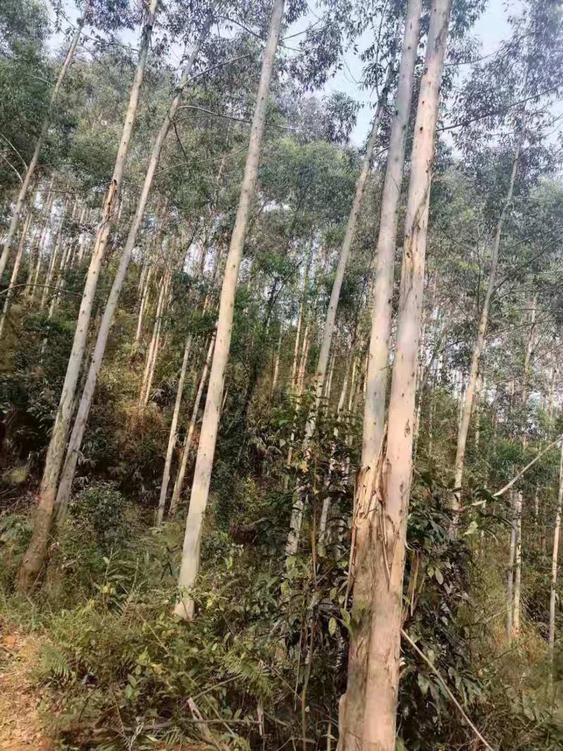 大量出售桉树，有市场庞大营销的老板请联系我合作共赢。
