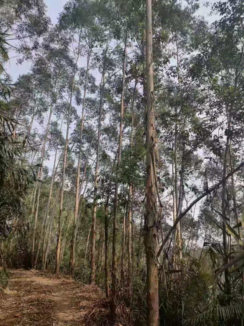 大量出售桉树，有市场庞大营销的老板请联系我合作共赢。