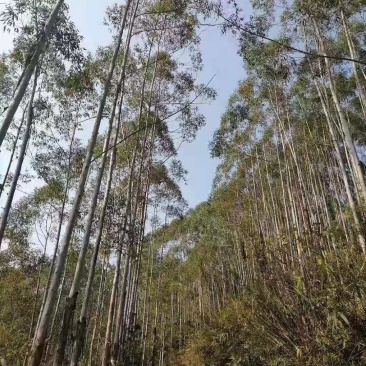 大量出售桉树，有市场庞大营销的老板请联系我合作共赢。