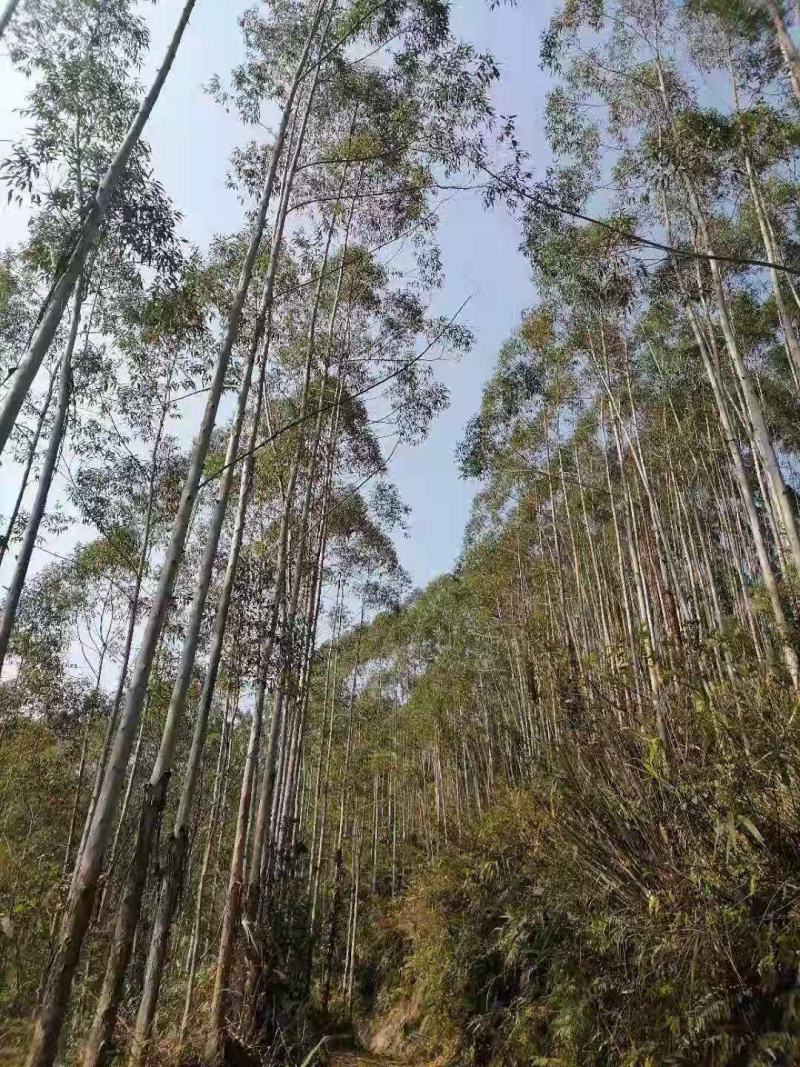 大量出售桉树，有市场庞大营销的老板请联系我合作共赢。