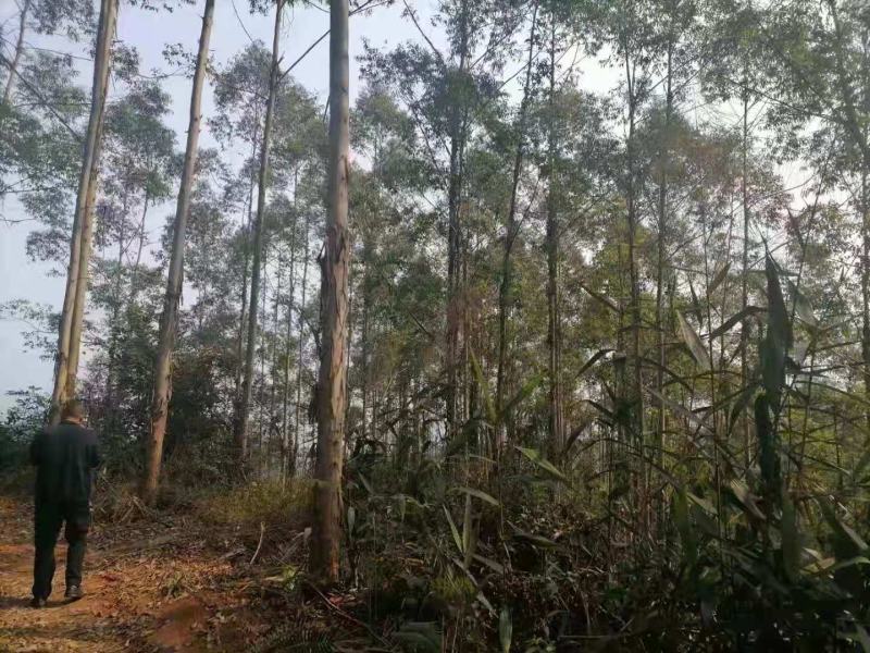 大量出售桉树，有市场庞大营销的老板请联系我合作共赢。