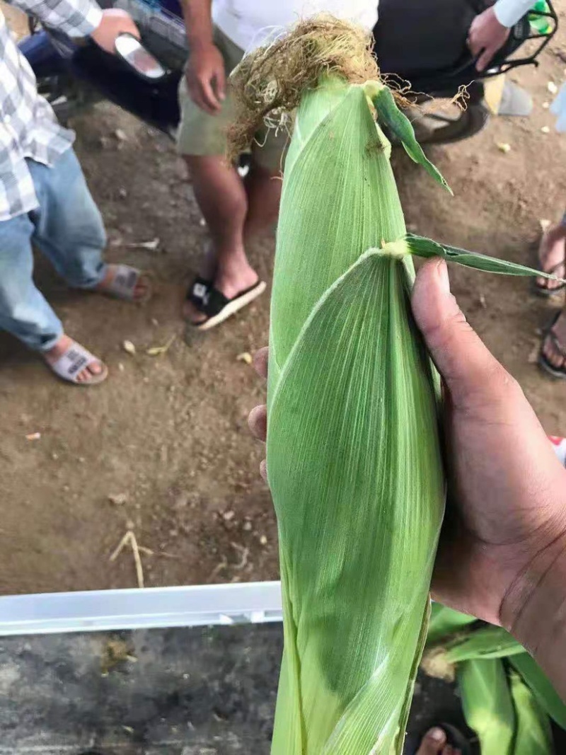 我处现有清玉米万吨，要的老板来电咨询。