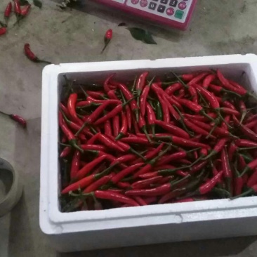 小米椒，全国产地直发，