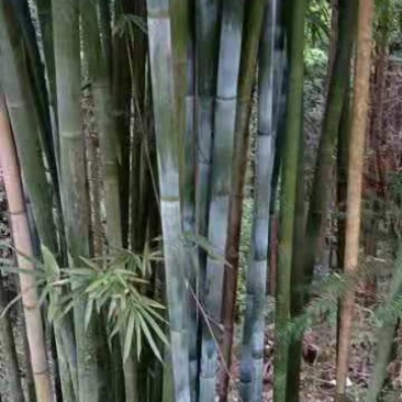 竹子，大量出售丹竹，有市场营销的老板请联系我合作共赢。