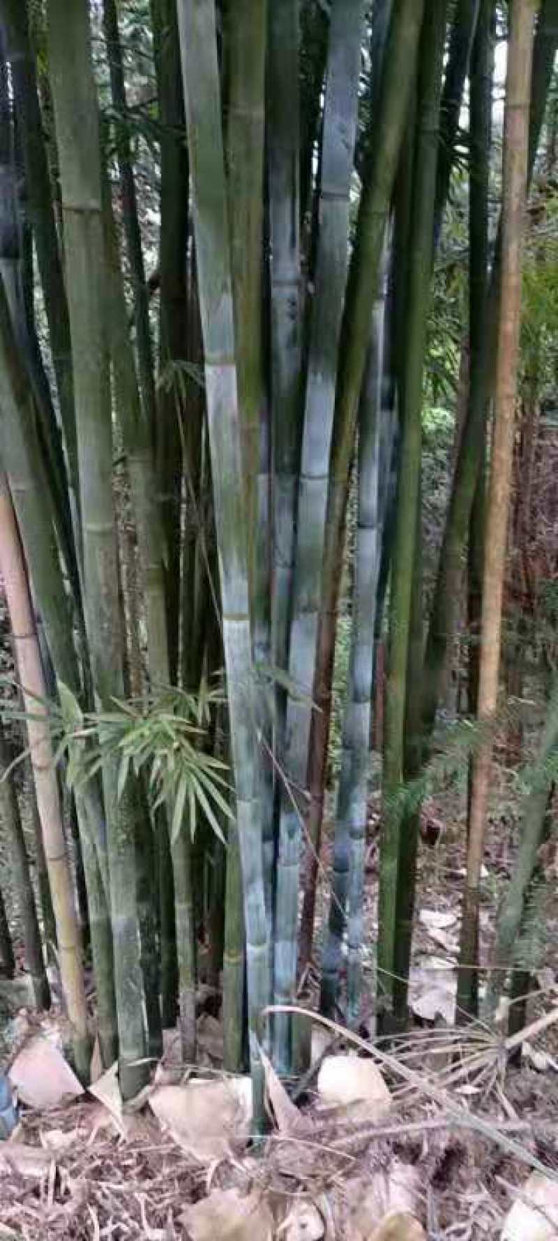 竹子，大量出售丹竹，有市场营销的老板请联系我合作共赢。