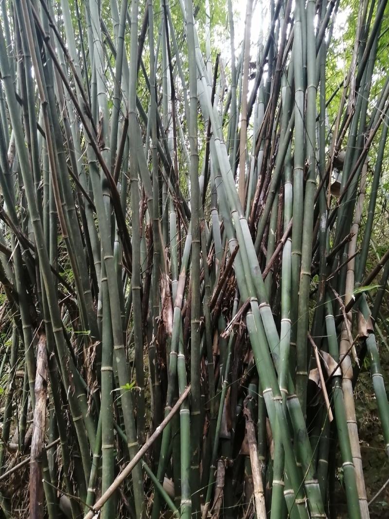 竹子，大量出售丹竹，有市场营销的老板请联系我合作共赢。
