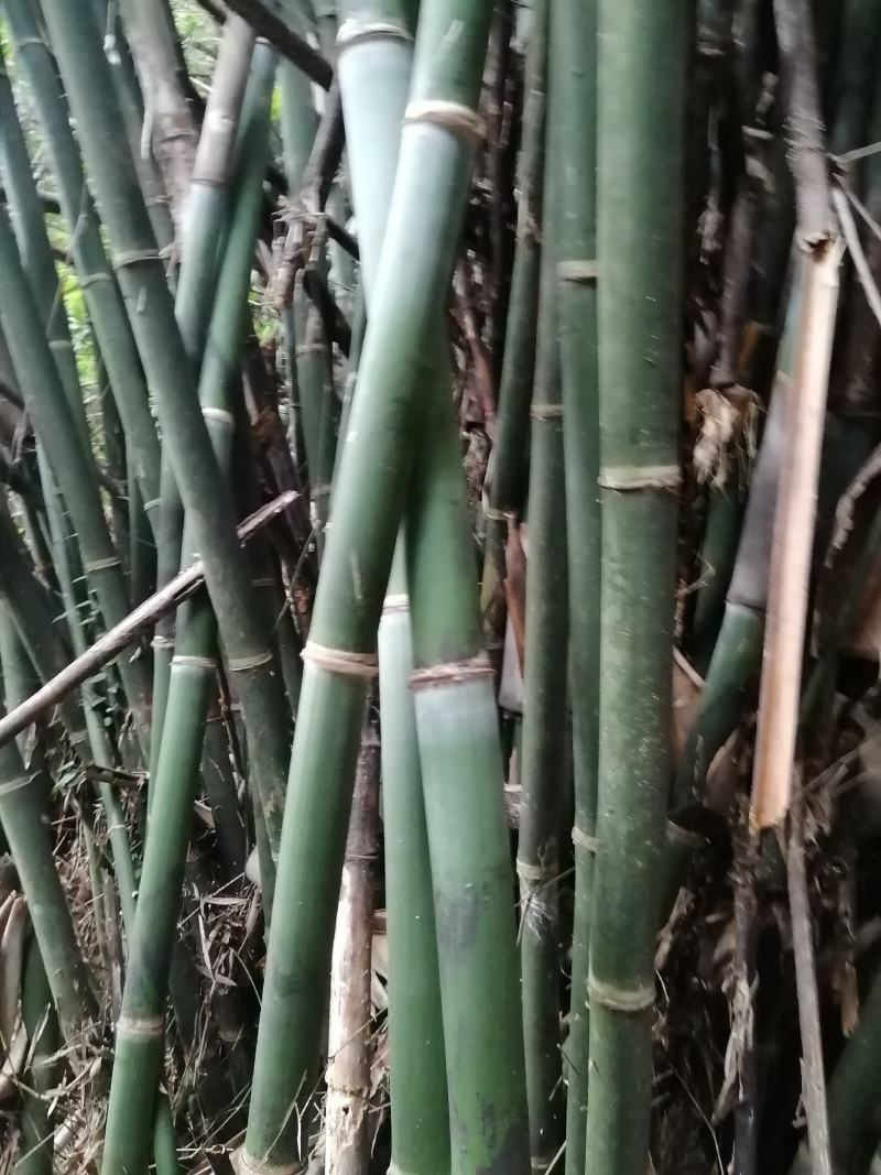竹子，大量出售丹竹，有市场营销的老板请联系我合作共赢。