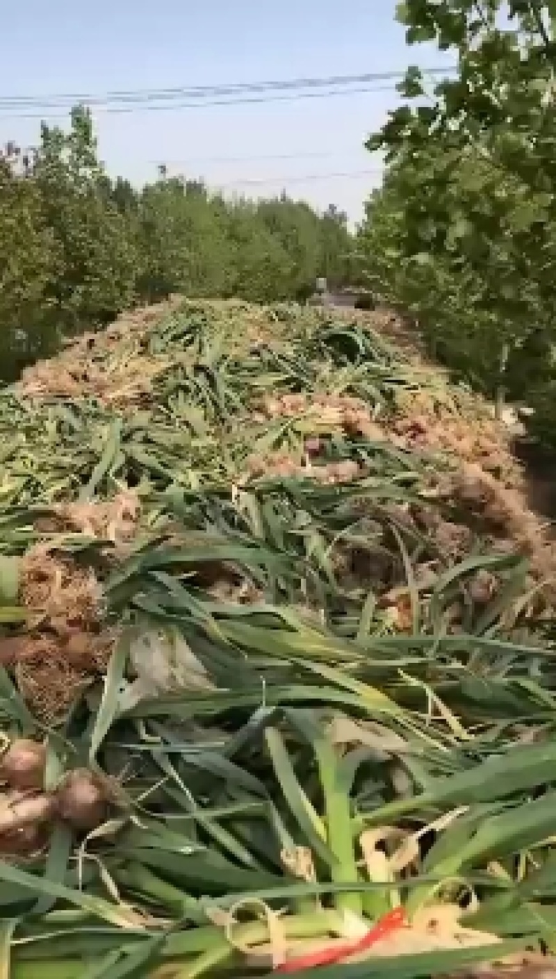 新鲜红皮大蒜，大量上市。如有需要可以给我留言