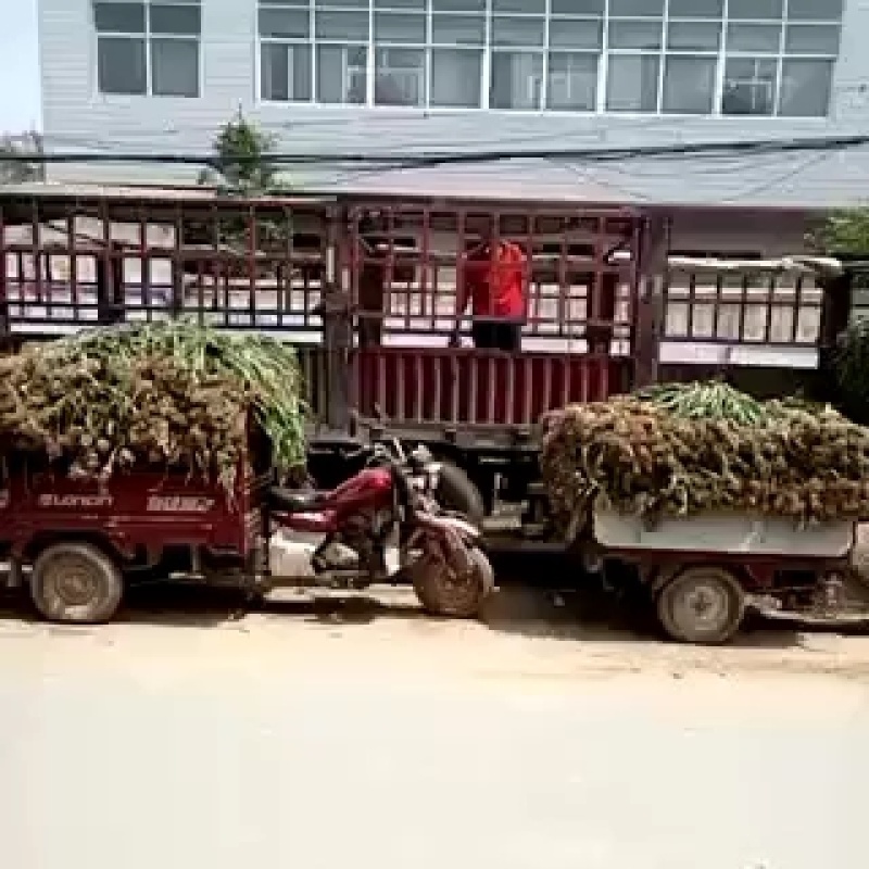 新鲜大蒜即将大量上市，有需要的现在可以联系