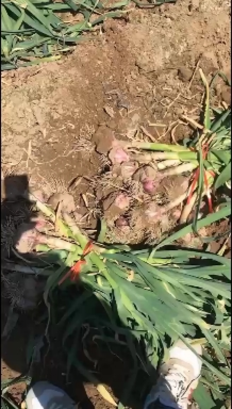 新鲜大蒜即将大量上市，有需要的现在可以联系