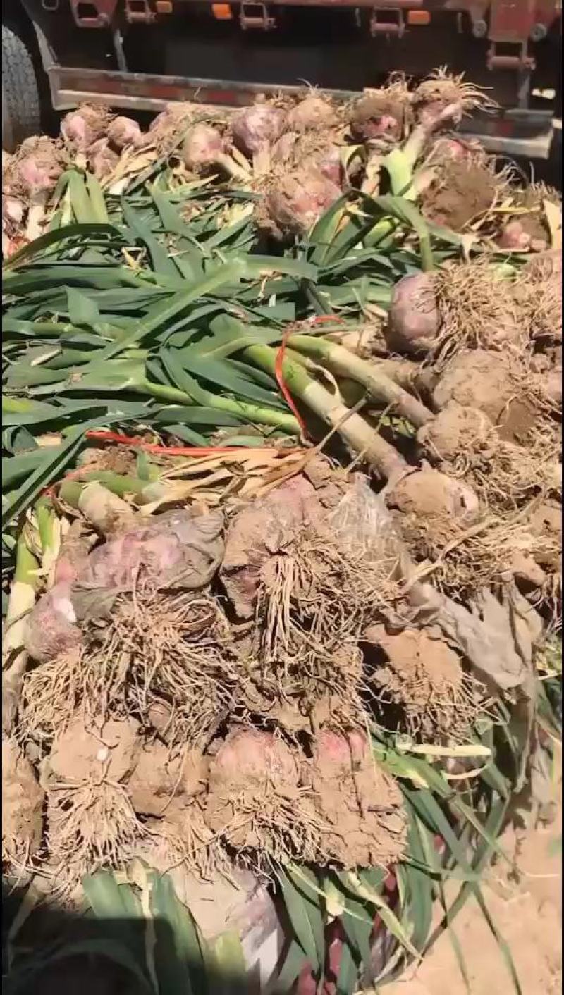 新鲜大蒜即将大量上市，有需要的现在可以联系