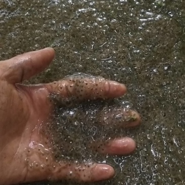 大量提供青蛙圆头苗，卵块