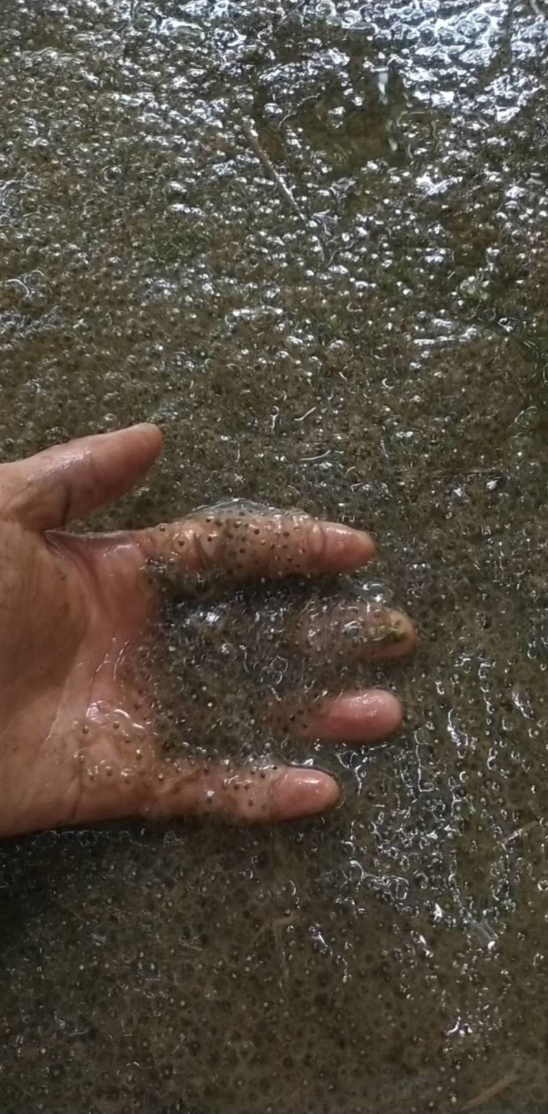 大量提供青蛙圆头苗，卵块