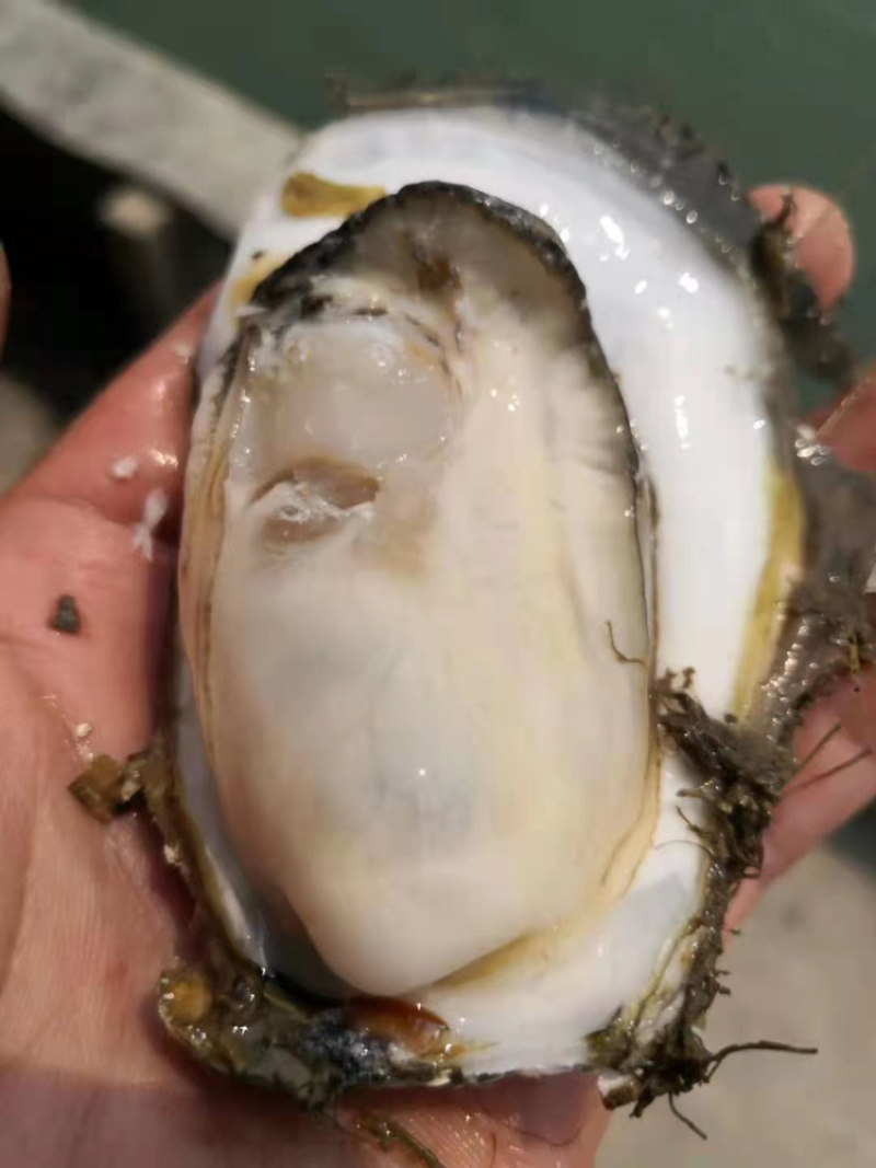 广西北部湾北海钦州防城生蚝，泡沫箱生蚝、小件生蚝、烧烤
