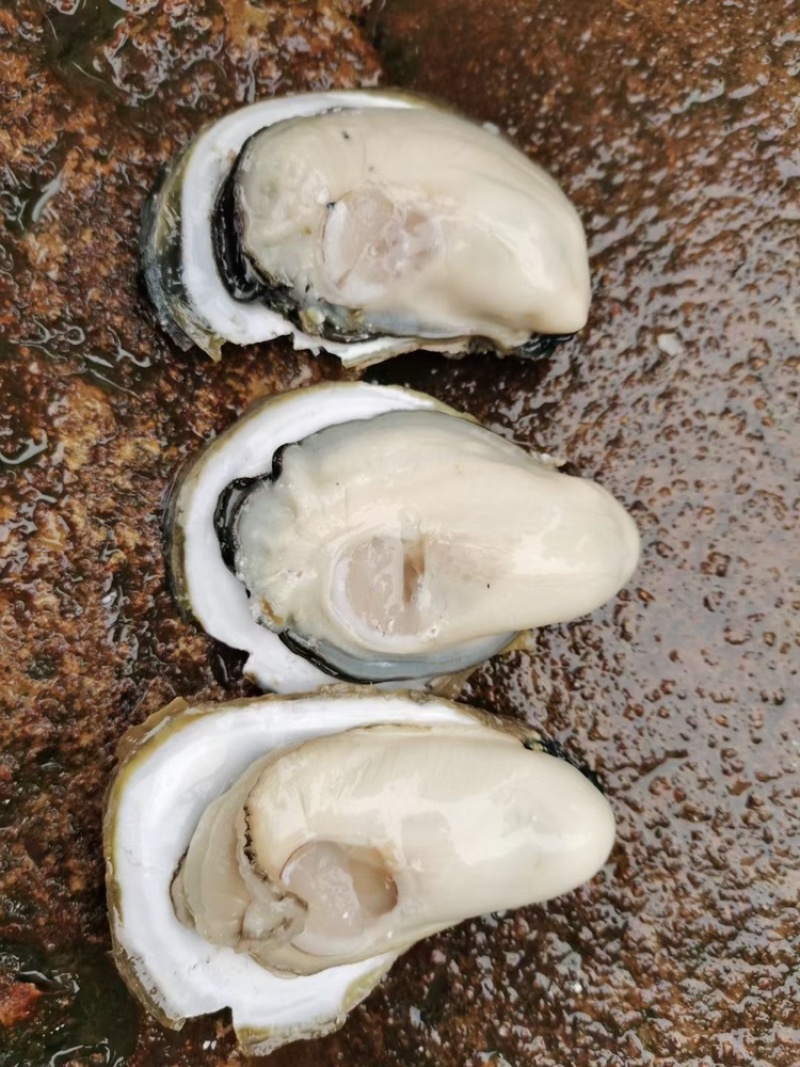 广西北部湾北海钦州防城生蚝，泡沫箱生蚝、小件生蚝、烧烤