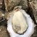 广西北部湾北海钦州防城生蚝，泡沫箱生蚝、小件生蚝、烧烤