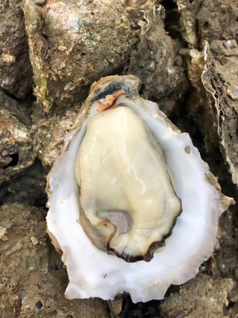 广西北部湾北海钦州防城生蚝，泡沫箱生蚝、小件生蚝、烧烤