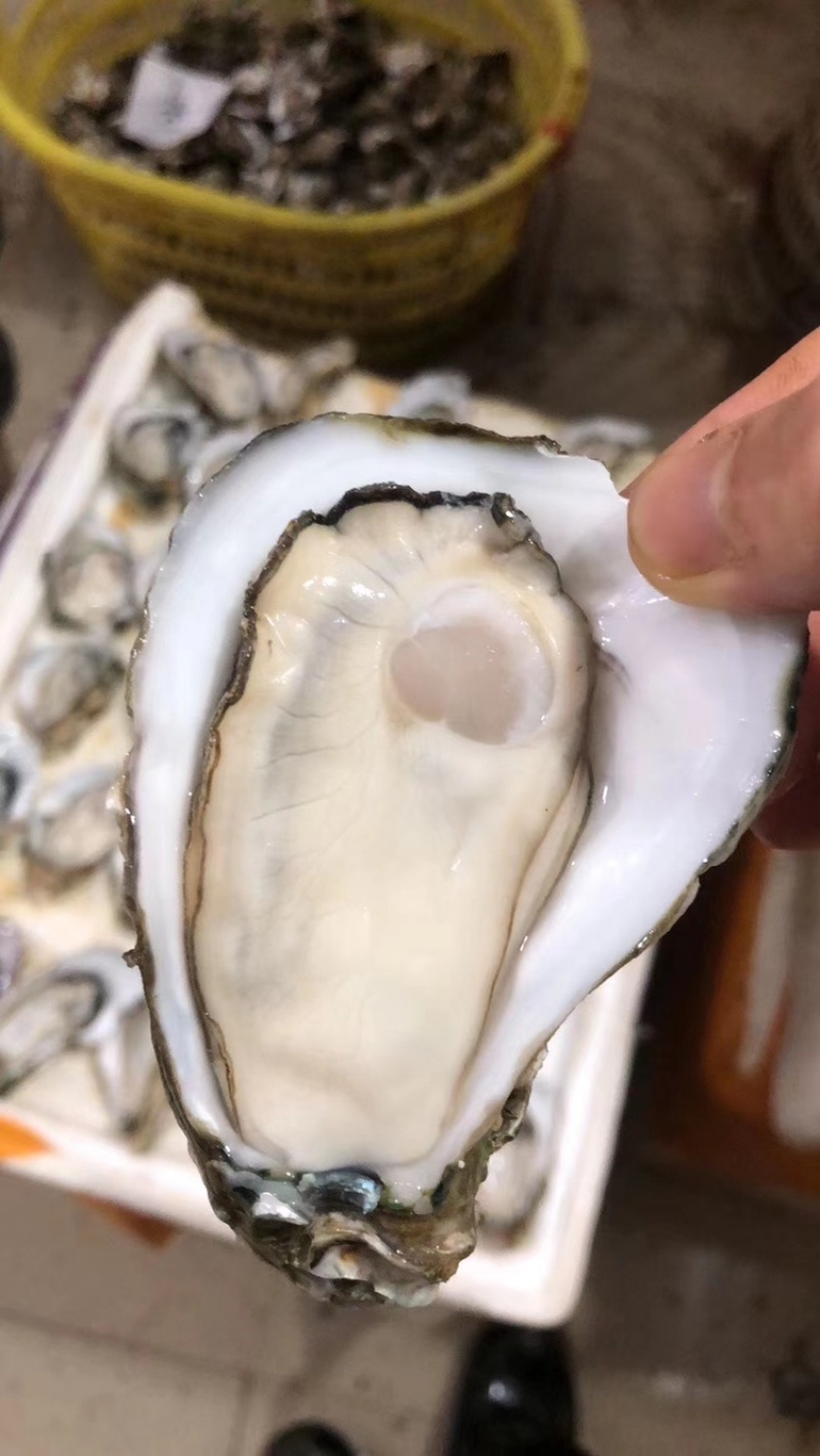广西北部湾北海钦州防城生蚝，泡沫箱生蚝、小件生蚝、烧烤
