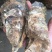 广西北部湾北海钦州防城生蚝，泡沫箱生蚝、小件生蚝、烧烤