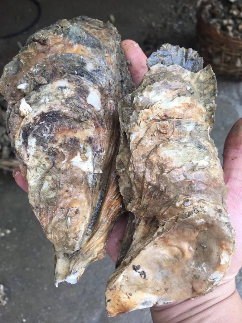 广西北部湾北海钦州防城生蚝，泡沫箱生蚝、小件生蚝、烧烤