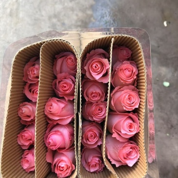 粉玫瑰戴安娜玫瑰鲜切花批发云南昆明斗南花市代拍代卖直发